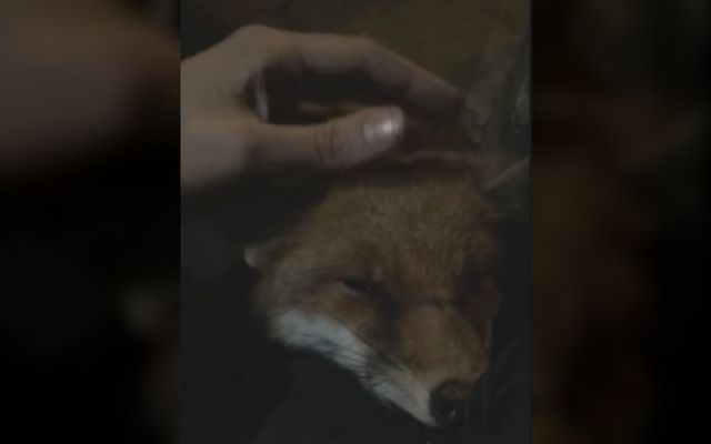 El zorro más amigable de Londres