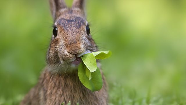 ¡Una mascota deliciosa! ¡Una mascota deliciosa!