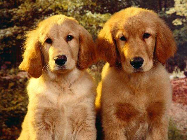 El ataque de los clones, en perro El ataque de los clones, en perro