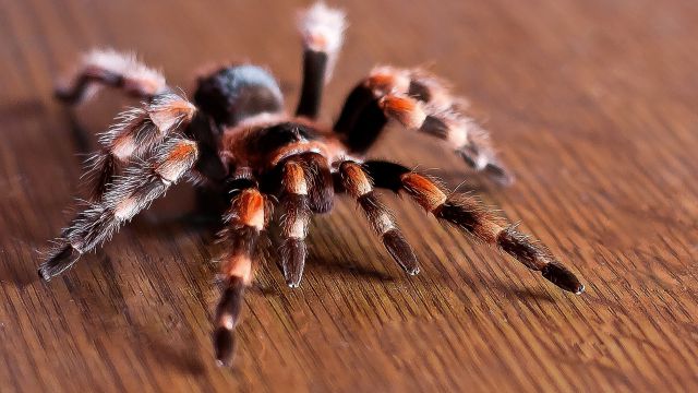 Tarántula atrapa y se come una serpiente Tarántula atrapa y se come una serpiente