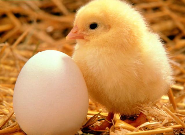 Los pollos tienen una inteligencia maquiavélica Los pollos tienen una inteligencia maquiavélica