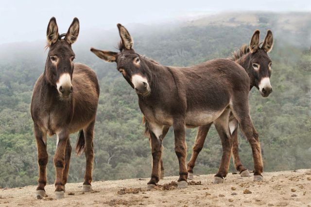 El burro, un animal en peligro de extinción