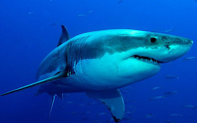 Un niño de 10 años surfea cerca de un tiburón blanco en Sidney Un niño de 10 años surfea cerca de un tiburón blanco en Sidney