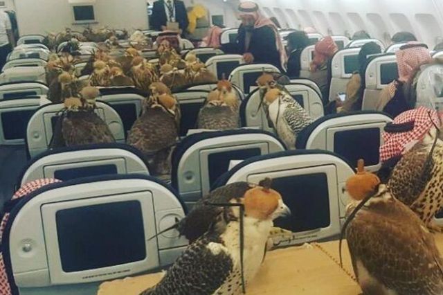 Príncipe compra asientos en primera clase para todos sus halcones Príncipe compra asientos en primera clase para todos sus halcones