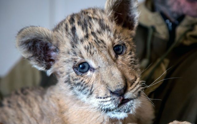 Nace un bebé “ligre”, un cruce entre un león y una tigresa Nace un bebé “ligre”, un cruce entre un león y una tigresa