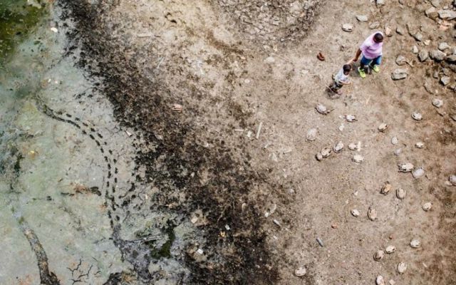 Extraño cementerio de tortugas en Brasil Extraño cementerio de tortugas en Brasil