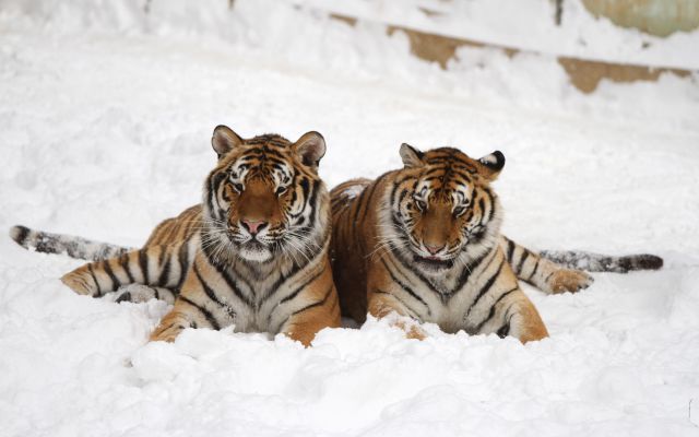 Así lucen los tigres siberianos gordos en un zoológico de China Así lucen los tigres siberianos gordos en un zoológico de China