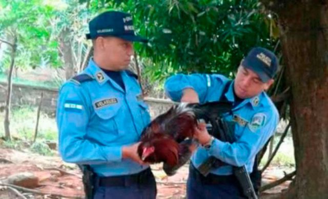 Gallo va a la cárcel por pelea entre vecinos Gallo va a la cárcel por pelea entre vecinos
