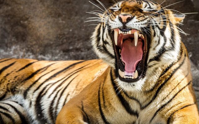 Una madre de plástico ayuda a salvar cachorros de tigre Una madre de plástico ayuda a salvar cachorros de tigre