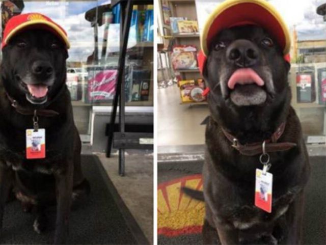 Perrito abandonado consigue trabajo en gasolinera Perrito abandonado consigue trabajo en gasolinera
