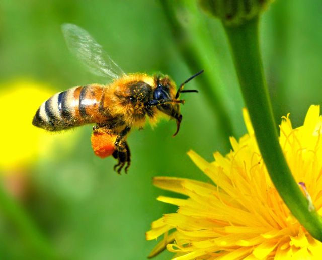 Científicos entrenan abejas para jugar al fútbol