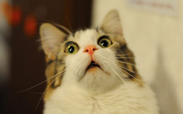El perfume ideal para los fanáticos de los gatos