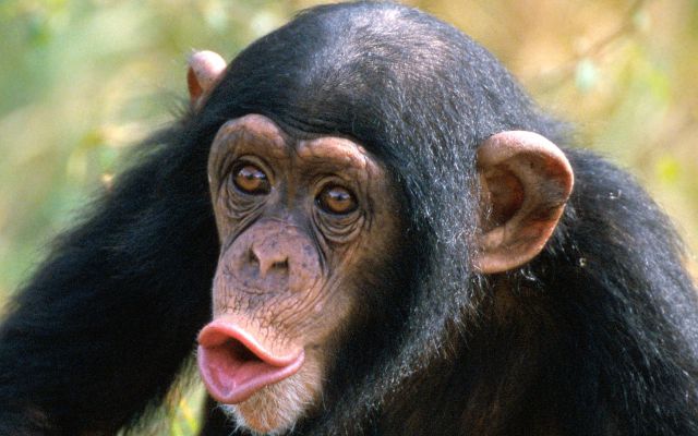 Chimpancés prefieren escuchar música clásica que a Justin Bieber