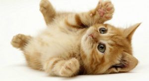 Día del gato Día del gato