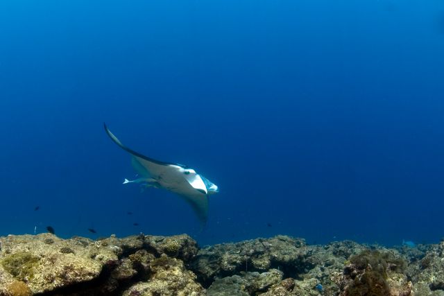 Los tiburones martillo no fueron las únicas especies marinas vivas en el cráter activo, también se encontraron mantarrayas y medusas. Los tiburones martillo no fueron las únicas especies marinas vivas en el cráter activo, también se encontraron mantarrayas y medusas.