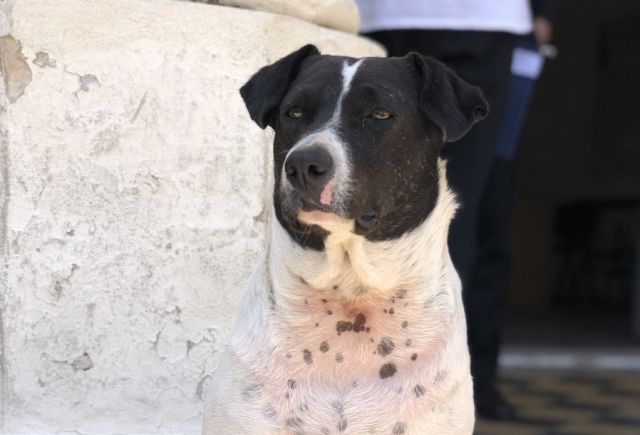 El perro estafador que se hizo viral por manipular a toda una facultad