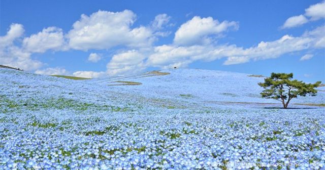 5 millones de flores azules ofrecen un maravilloso paisaje en Japón |  Actualidad | LOS40 México