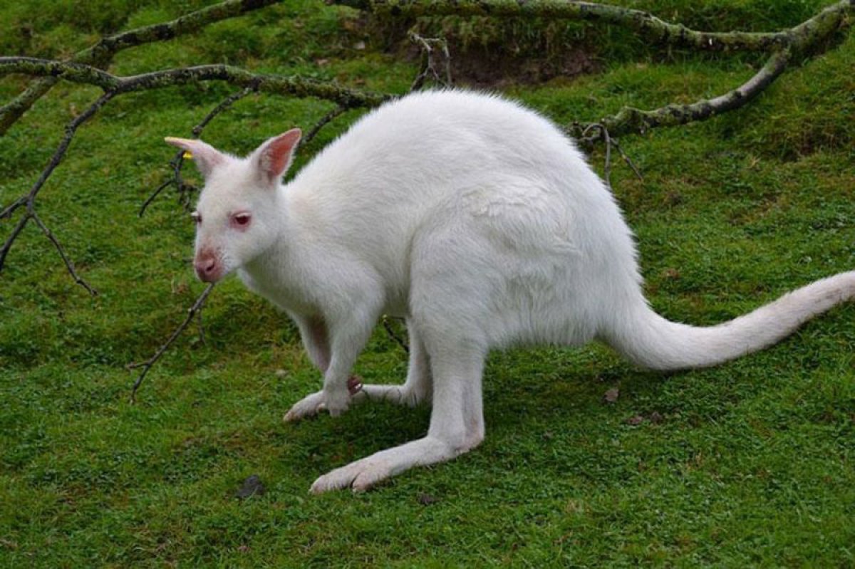 Fotos que demuestran la belleza de los animales albinos Fotogalería