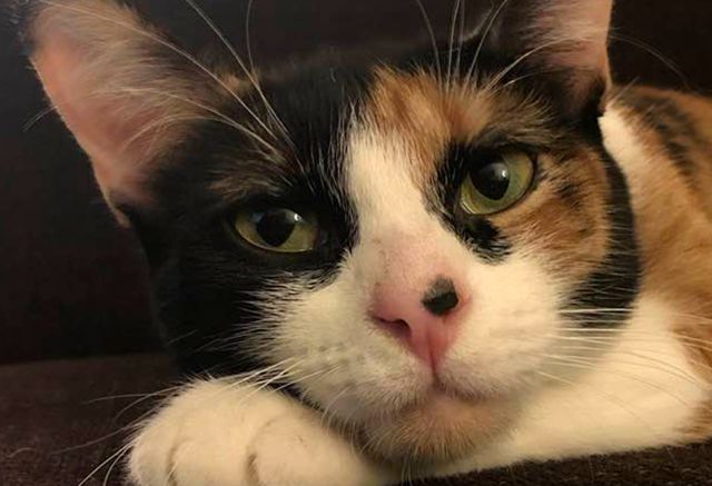 Gatita logra salvar a sus dueños gracias a su increíble olfato