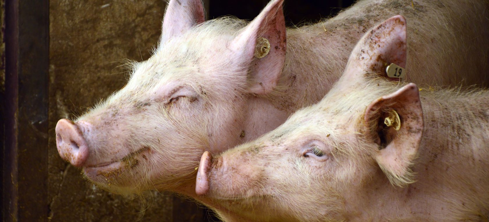 Cuerpo humano Increíble Trasplantan con éxito riñón de cerdo a