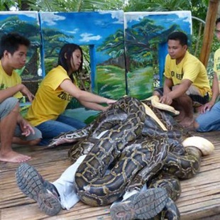 Zoológico ofrece masajes de serpientes