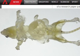 Científicos japoneses crean ratones transparentes