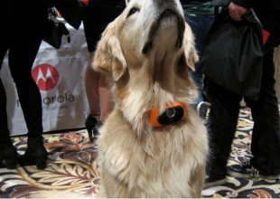 Smartphone para perros