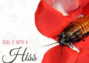 Si la amas, que mejor regalo de San Valentín, que ponerle su nombre a una cucaracha.