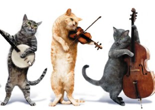 ¡Música para gatos!