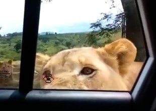 León abre la puerta de auto