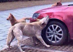Perro se venga con hombre mordiendo su coche
