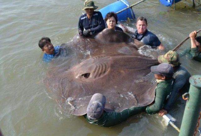 La mantarraya más grande | Actualidad | LOS40 México