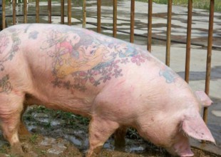 Cerdos tatuados