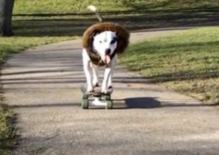 El perro que anda en patineta