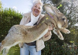 El conejo más grande del mundo