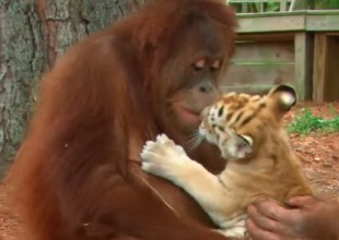 Orangután adopta a tres tigres cachorros