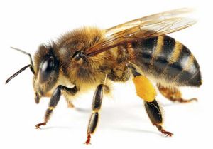Ha batido el récord del mundo teniendo abejas sobre su cuerpo.