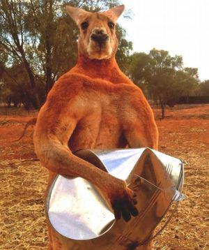 Canguro australiano con la fuerza de un boxeador.