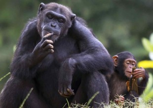 ¡Los chimpancés también cocinan!