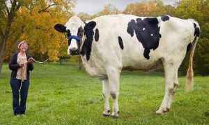 Blosom, la vaca más grande del mundo.