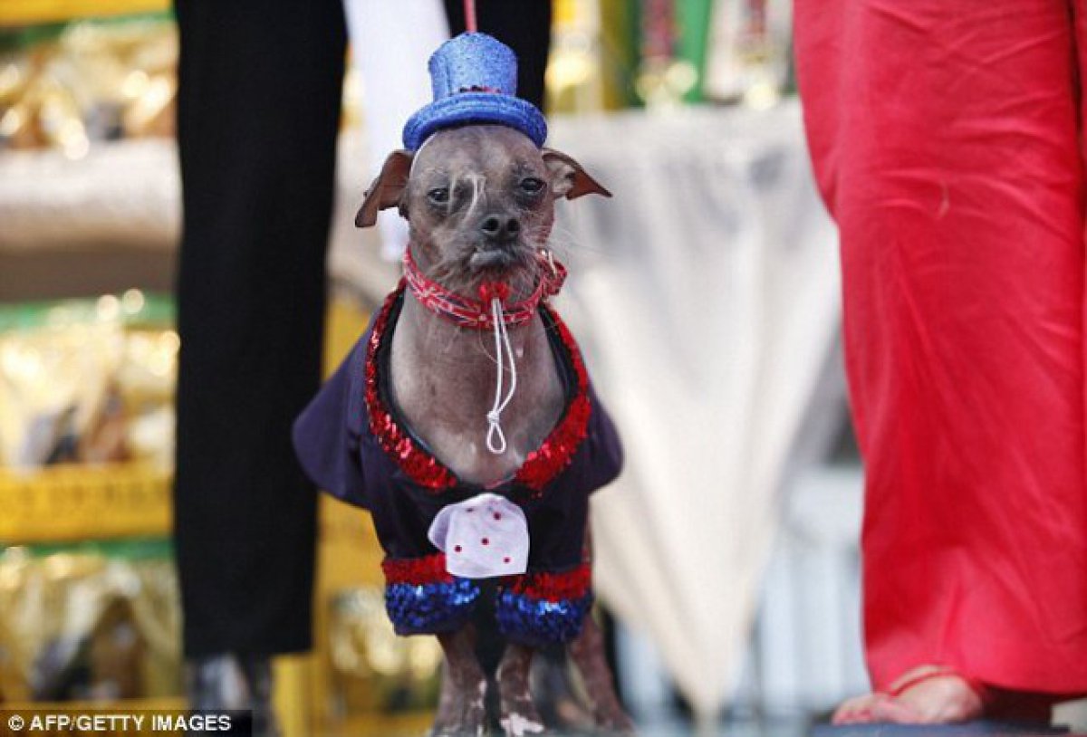 чихуахуа китайская хохлатая. мексиканская хохлатая собачка. альпийский мастиф. чупакабра козий вампир. самаямуродливая собака.