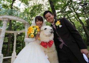 Hotel japonés ofrece alpacas como testigos de boda
