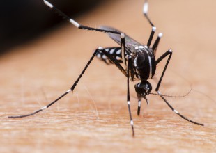 Descubren como “los mosquitos” eligen a sus víctimas