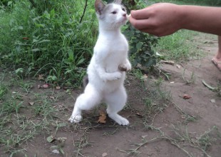 Nace el primer “conegato”, la cría de un conejo y una gata, en Venezuela