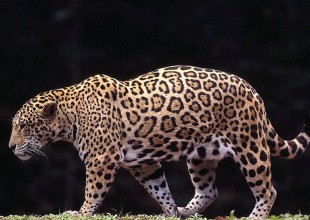 No quieren a jaguar por gordo