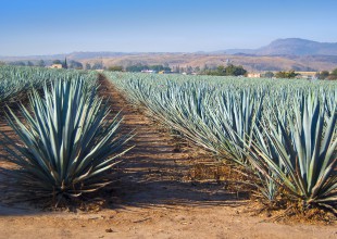 El tequila de agave bueno para la salud