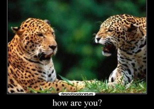 ¿Sabes que le dice un jaguar a otro?
“Jaguar you?”