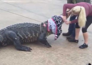 Encuentran un caimán afuera de un centro comercial