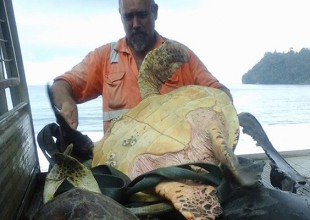 Compra tortugas en un mercado únicamente para poder regresarlas al mar