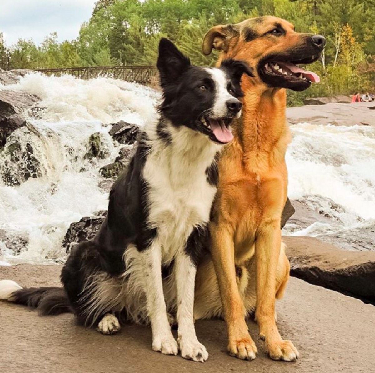 These dogs. Собака обнимака. Собаки обнимаки порода. 2 Собаки Дружба. Собака обнимака фото.